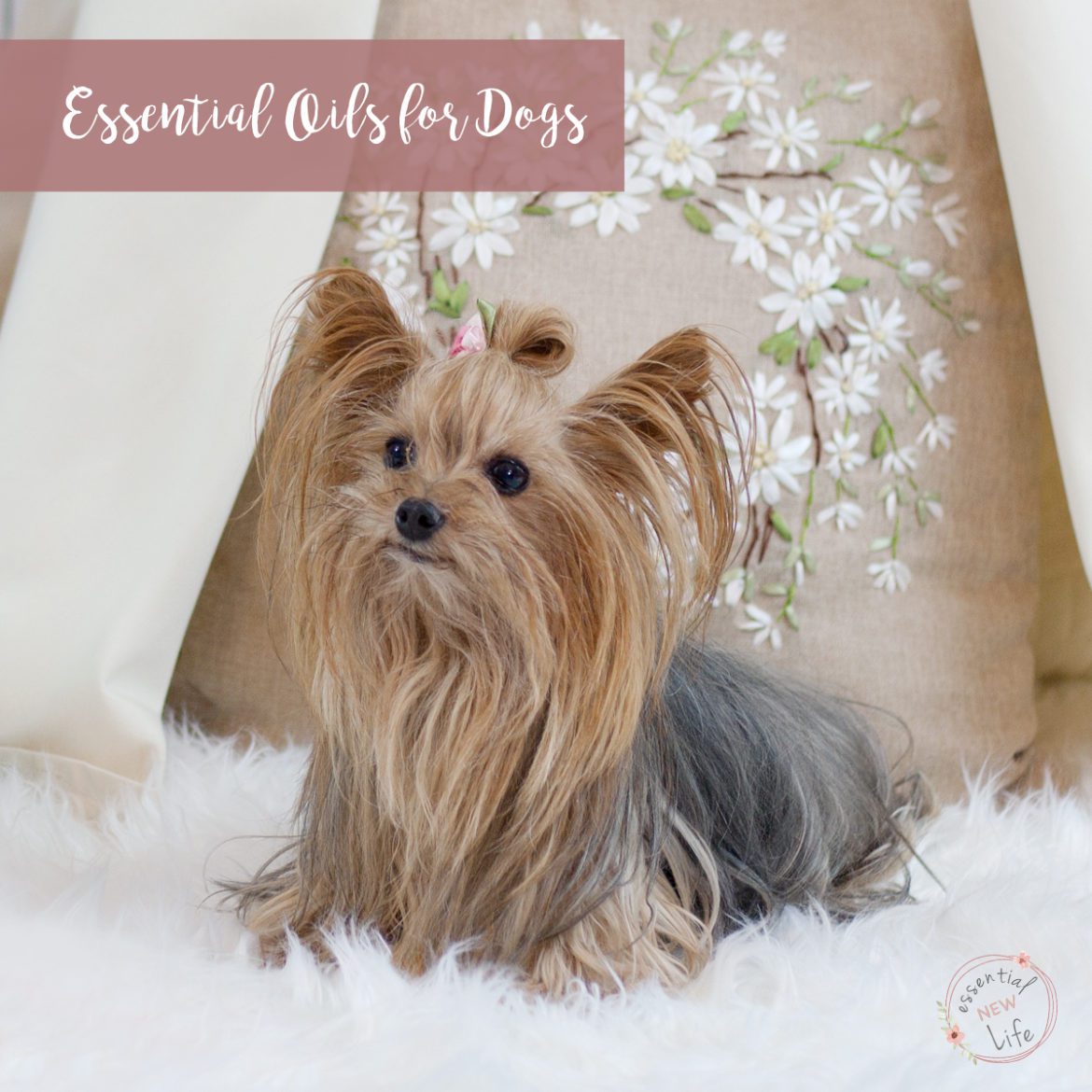 Essential New Life | Essential Oils for Dogs